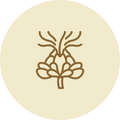 safflower